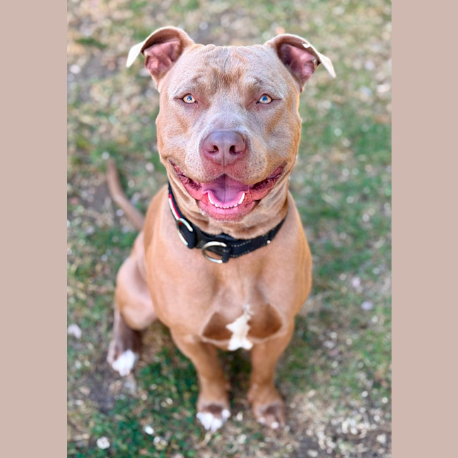 Photo of Harvey
