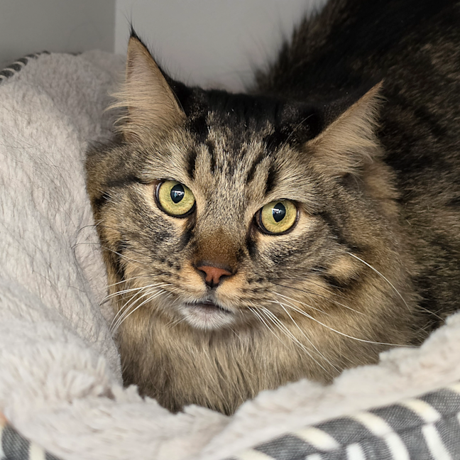 Photo of Tiger