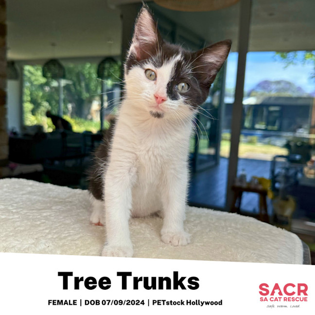 Photo of Tree Trunks