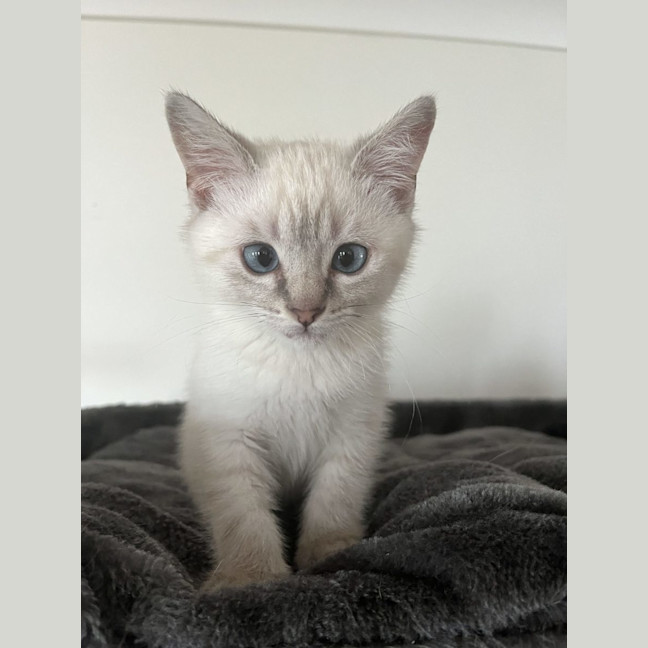 Photo of Lincoln   Available 19/11/24