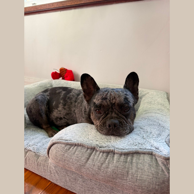Photo of Coco   5 Year Old French Bulldog