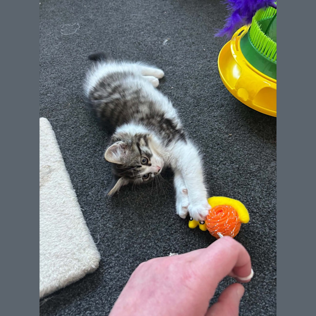 Photo of Katie *9 Lives Project Rescue*