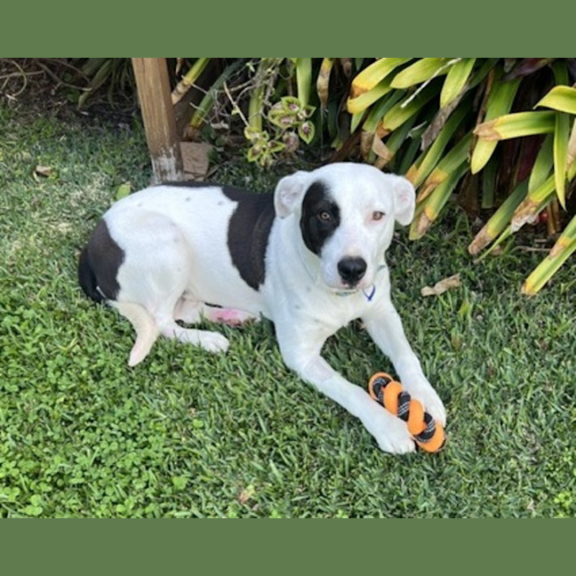 Photo of Panda 🐼 20 Month Old, Border Collie X Staffy,Male