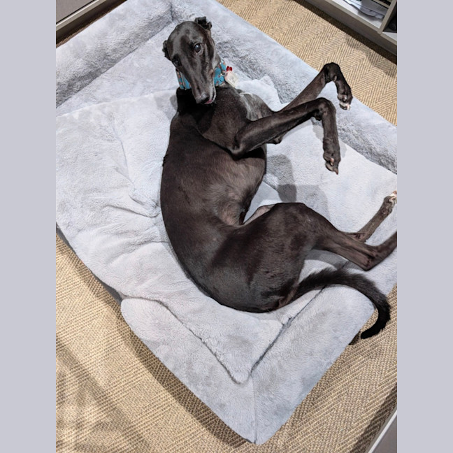 Photo of Meli, The Greyhound
