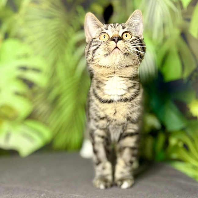 Photo of Ophelia (Located In Preston) 