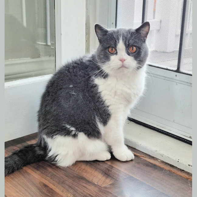 Photo of 🏹Sir Perci🏹