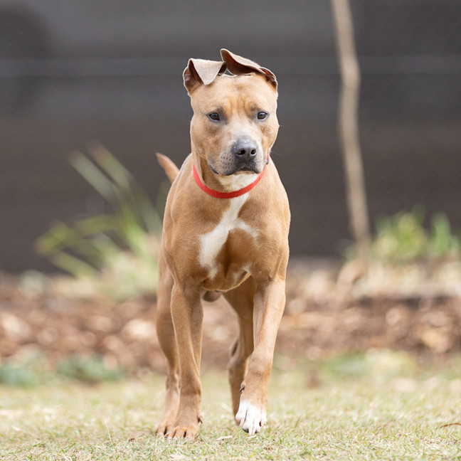 Photo of Boof
