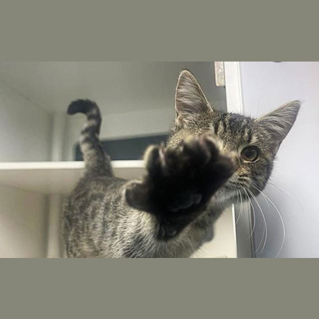 Photo of Bean