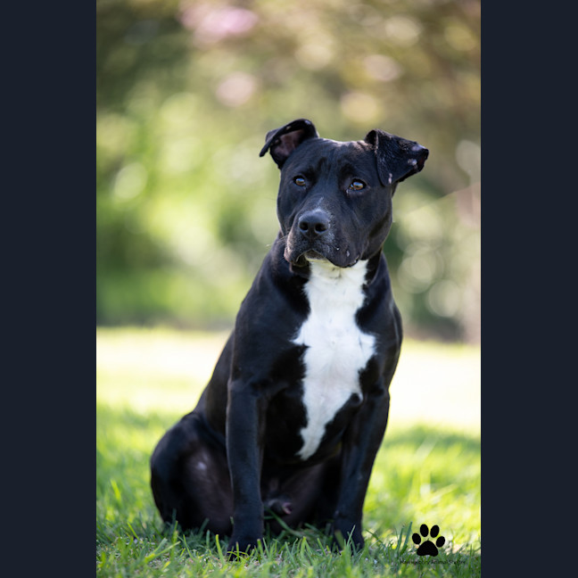 Photo of Spot