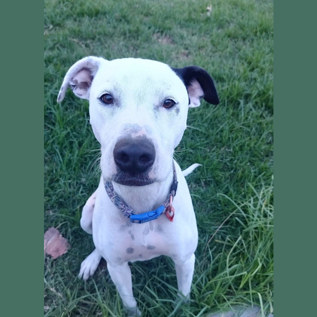 Photo of Ivy
