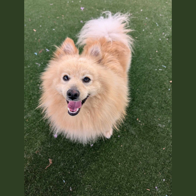 Photo of Badger Imp 2208