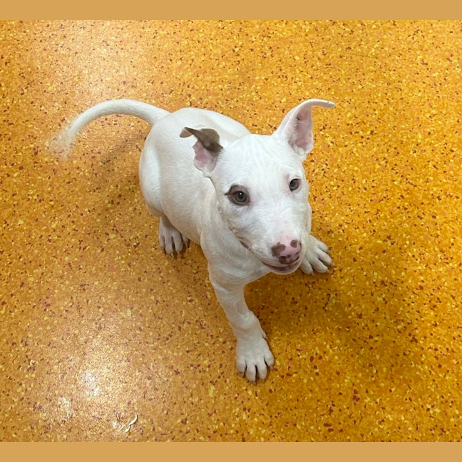 Photo of Patch