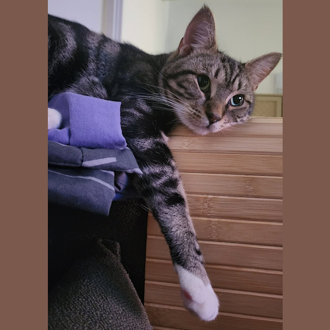 Photo of Galahad