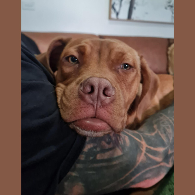 Photo of Roxy   5 Month Old Dogue De Bordeaux X