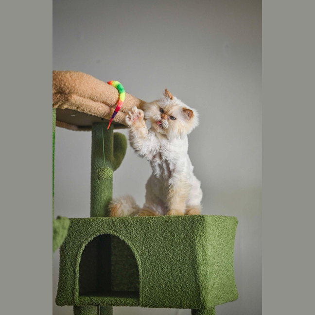 Photo of 🐾Little Bean🐾