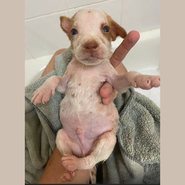 Photo of Reggie/Jingle