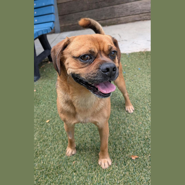 Photo of Diesel