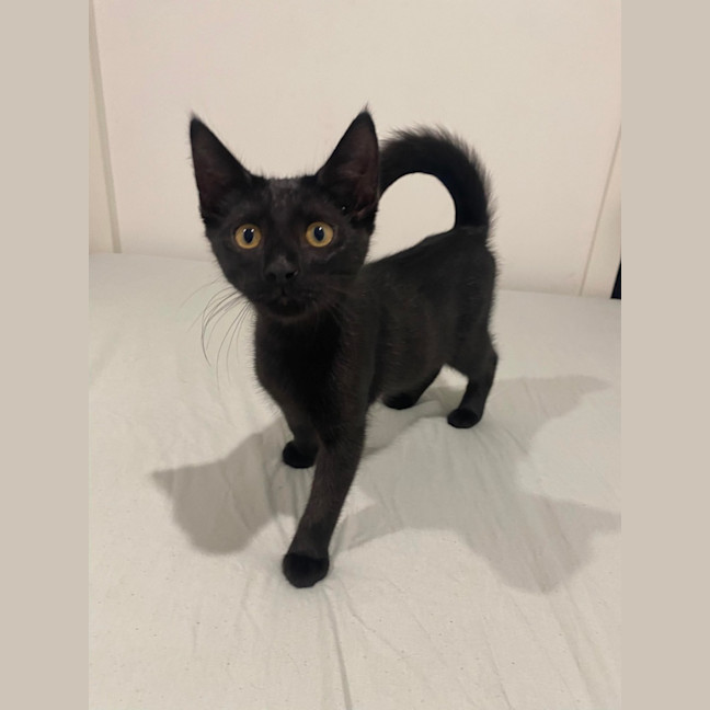 Photo of Panther 