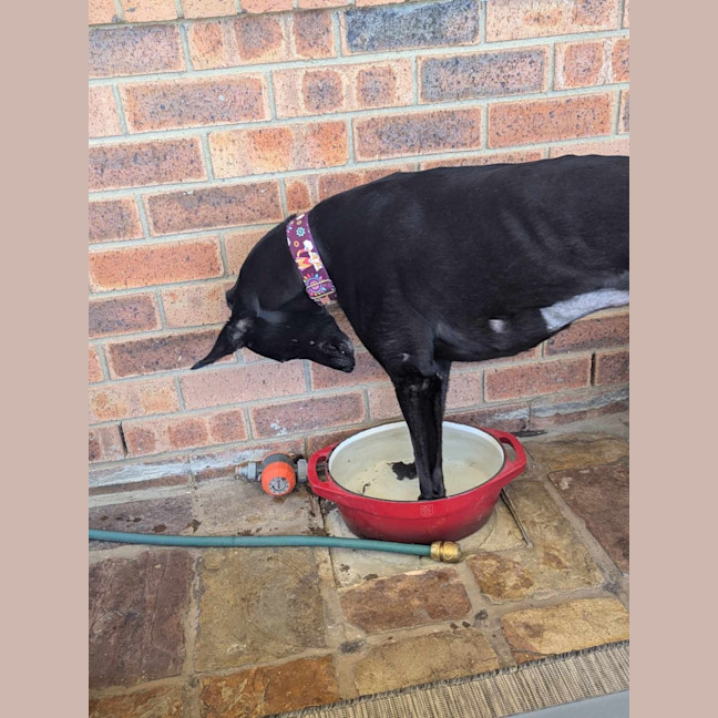 Photo of Bronte, Young Greyhound