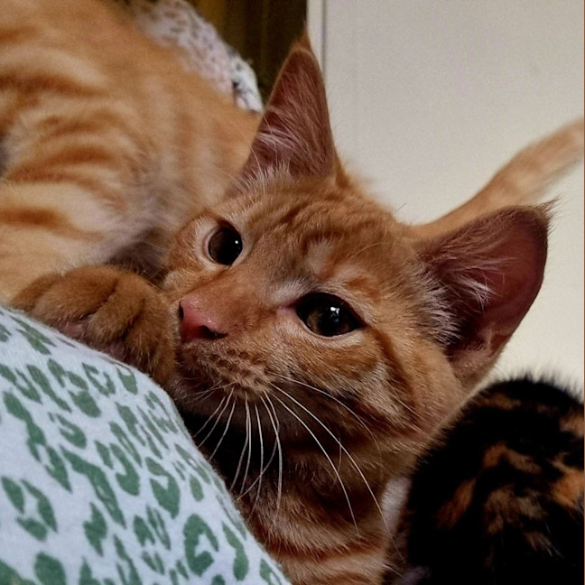 Photo of Hamish