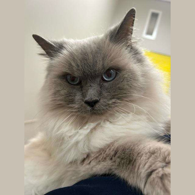 Photo of Coco