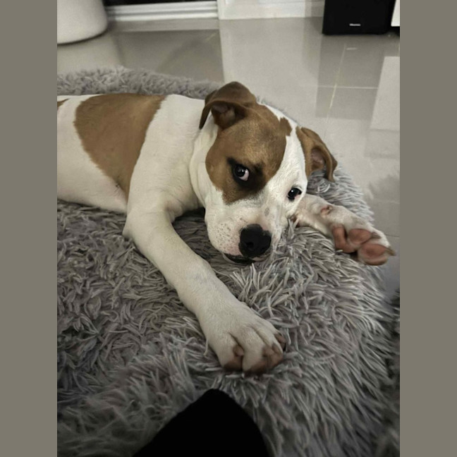 Photo of Marty   7 Month Old American Bulldog X