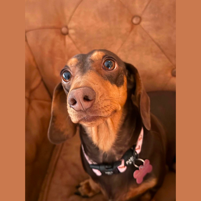 Photo of Chilli