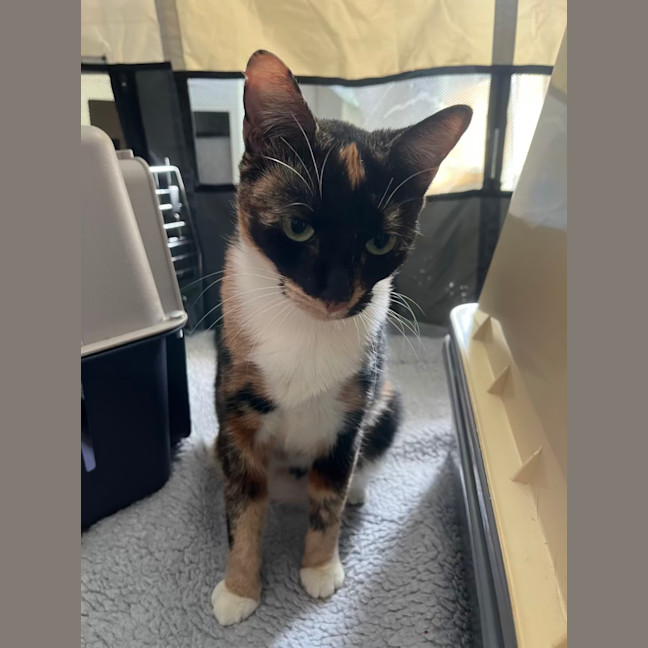 Photo of Maple