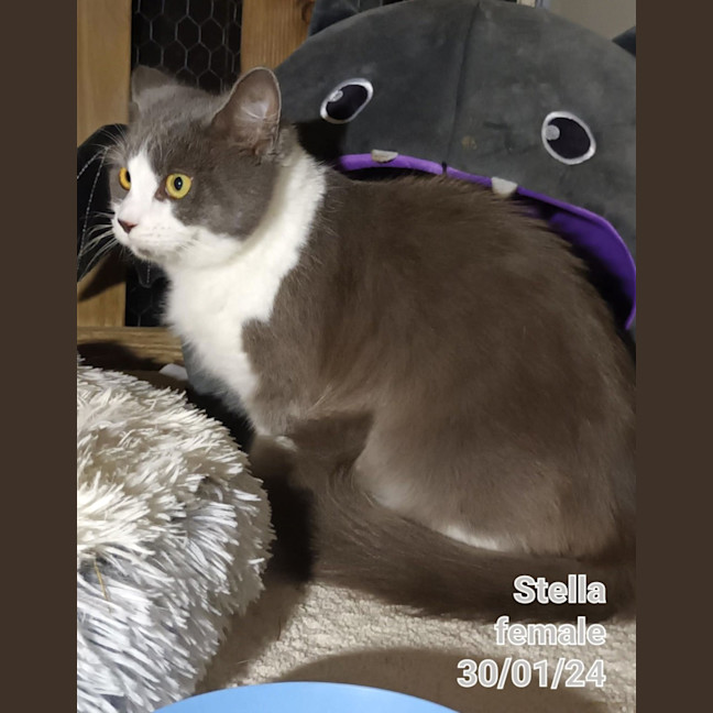Photo of Stella