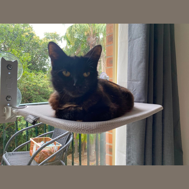 Photo of Toffee (With Nutmeg)