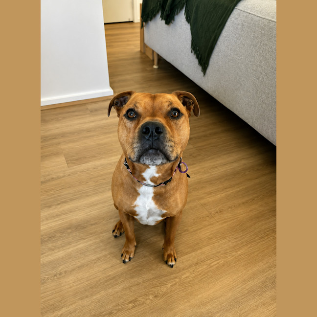Photo of Rolland   5 Year Old Staffy X