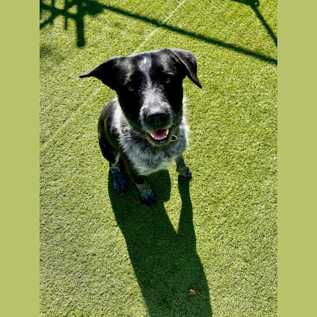 Photo of D1023 Shadow 