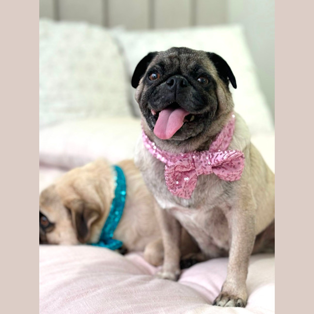 Photo of Hank And Luna 🎈