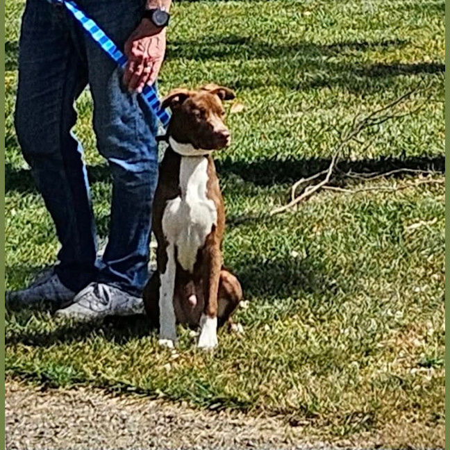 Photo of Gingerbread