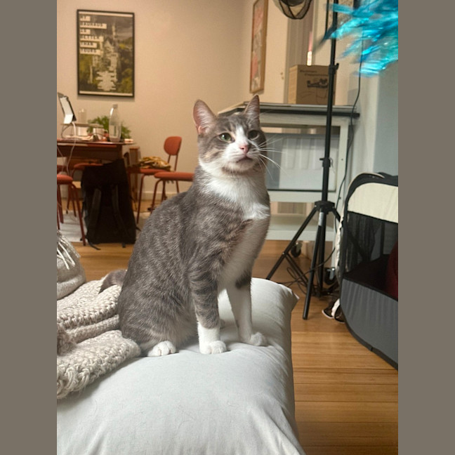 Photo of Mischa