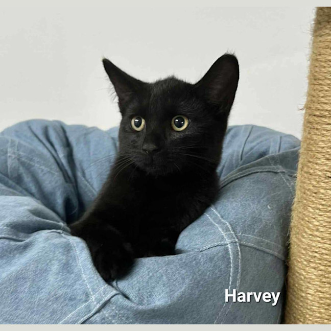 Photo of Harvey