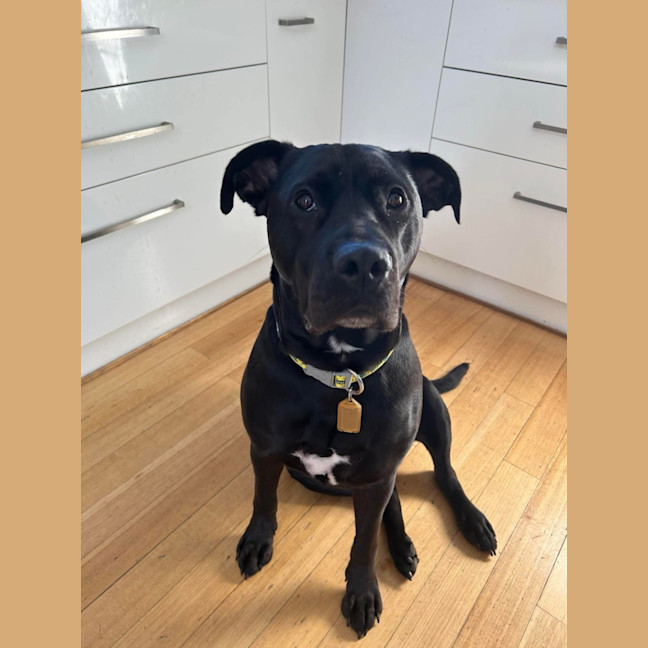 Photo of Cosmo