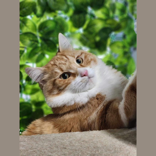 Photo of 🐠 Nemo 5314 🐠