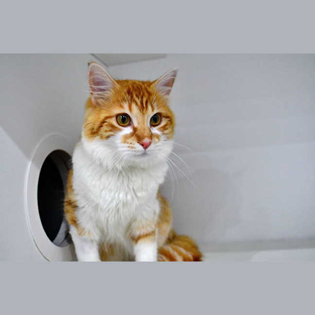 Photo of Macaroni Bob