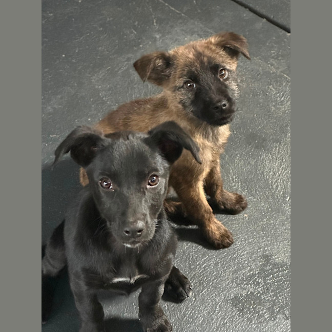 Photo of Trixie 🐶🦄