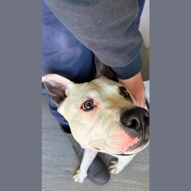 Photo of Bronco