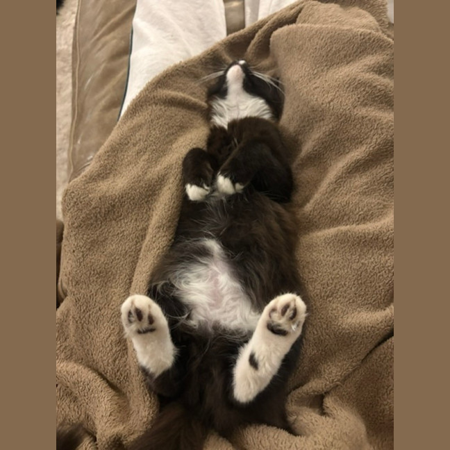 Photo of Tulli   13 Week Old Domestic Medium Hair