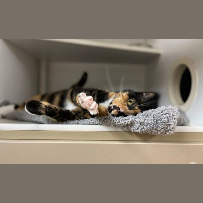 Photo of Enid