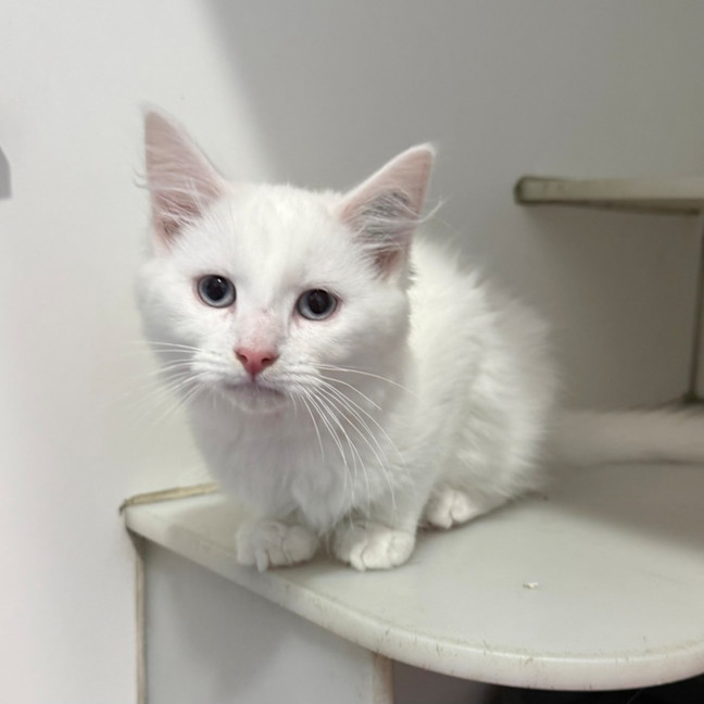 Photo of Ghost