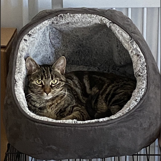 Photo of Starfire   In Foster Care In Brunswick