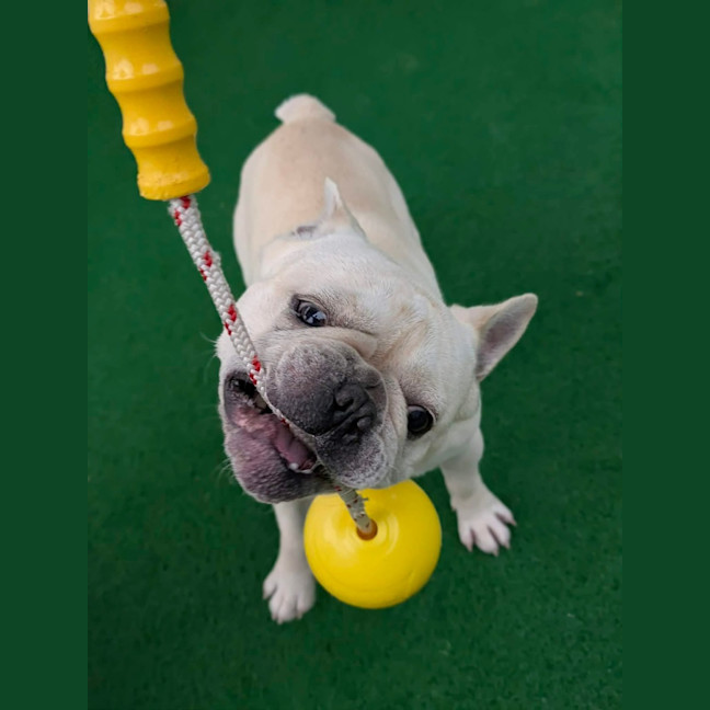 Photo of Biscuit