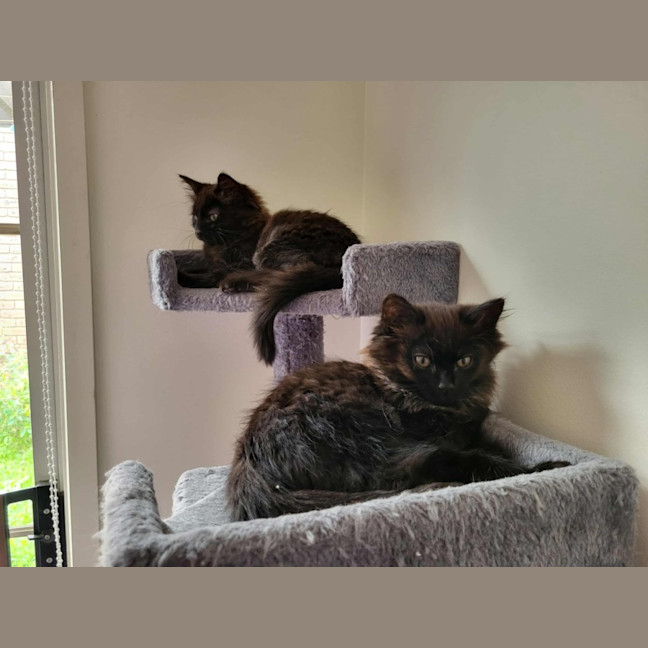 Photo of Vader Meet Me @Petstock Keysborough Store