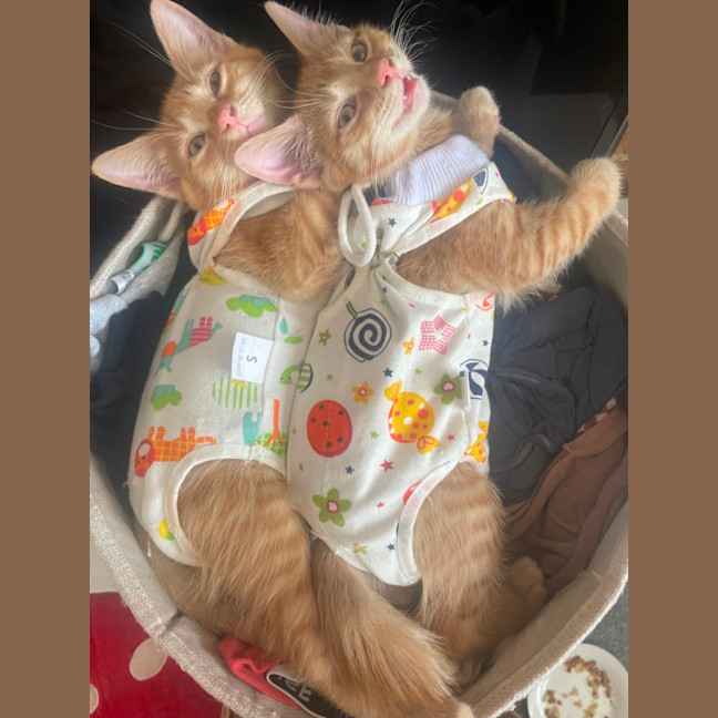 Photo of 🍑 Peach 🍑