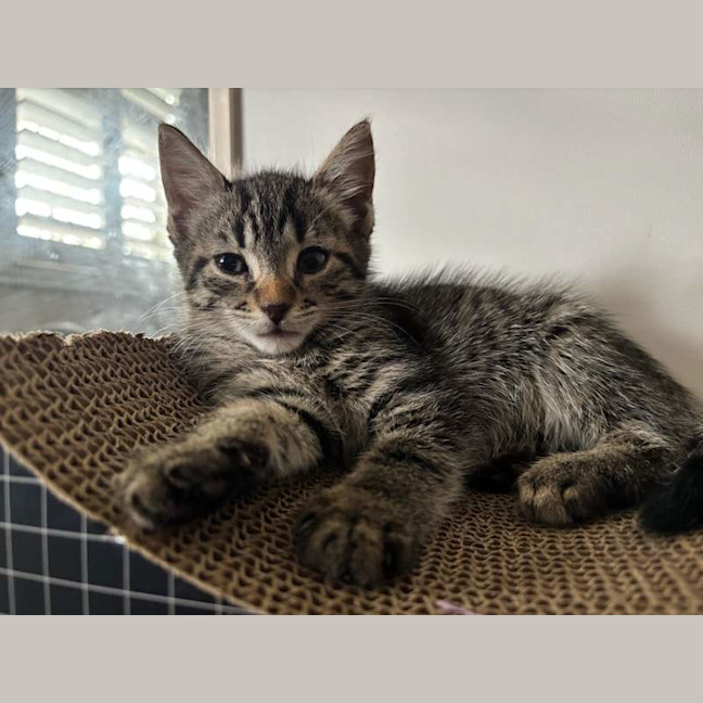 Photo of Cleo