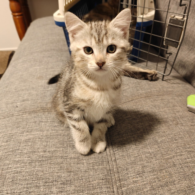 Photo of Kitten Bluebell